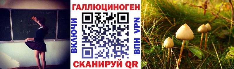 MEGA как войти  продажа наркотиков  Зеленоградск  Псилоцибиновые грибы мицелий 